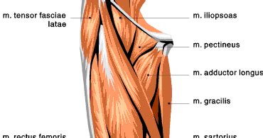 The upper leg is composed of the femur the hamstring tendon is also connected to the tibia, immediately below the rear of the knee joint. Back to the Mat: The perils of a desk job, and long ...