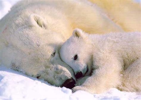 Animals Zoo Park Polar Bear Cubs Cute Pictures Polar