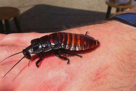 Madagascar Hissing Cockroach Size