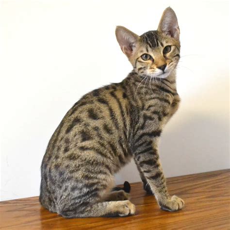 Bengal kittens, savannah kittens, serval kittens and cracal kittens in our large breeding program, all of our kittens are exposed to an appropriate amount of uv lighting. F6 Savannah Kittens for Sale Amanukatz Savannah Cats Ohio ...