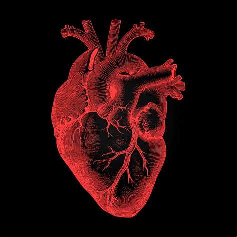 Free Photo Human Heart Anatomical Rendering On Dark Background
