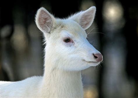 Rare White Deer Spotted In London Ont Albino Deer
