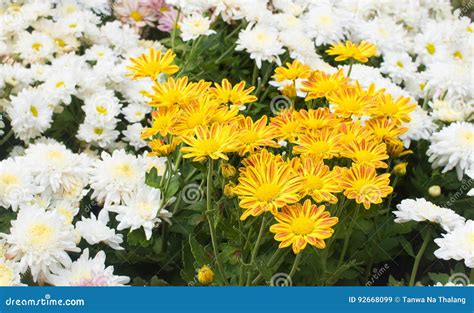 Yellow Mum Flower In The Garden Stock Image Image Of Leaf Bloom