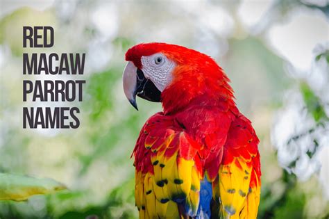 Macaw Parrot Names 216 Cute And Best Ideas Petshoper
