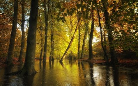 951554 Trees Nature Water Creeks Fall Outdoors Rare Gallery Hd