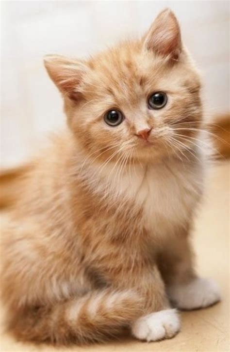Compare our championship lines, our kittens are true to the siberian breed standards. Siberian Kitten - Puppy Dog Gallery