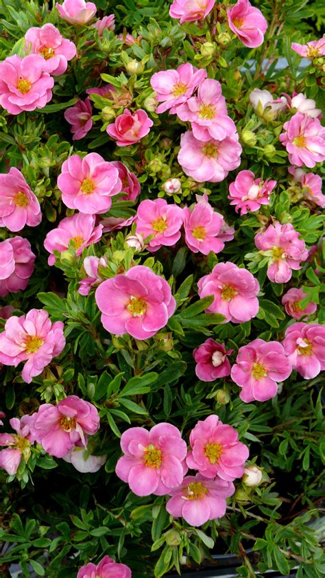 10 flowering shrubs for full sun most yards have areas where any plant there will be exposed to full sun. Pink Poppet Weigela | Dwarf flowering shrubs, Flowering ...