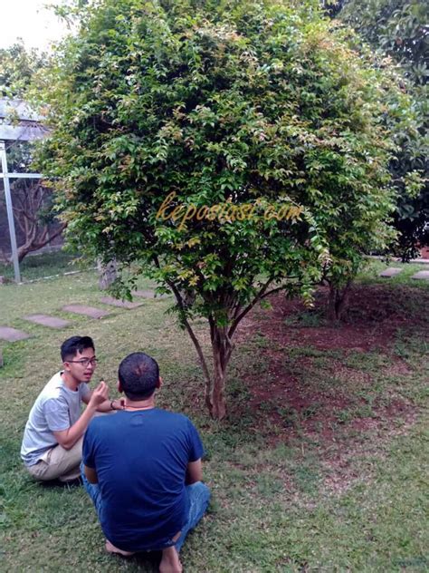 Cara menanam anggur dalam pot tabulampot baik bibit anggur dari biji maupun bibit anggur stek cabangdiantara bibit anggur yang cocok adalah bibit anggur p. Mau Tanam Pohon Anggur Brazil? Ikuti 5 Cara Praktis Ini!