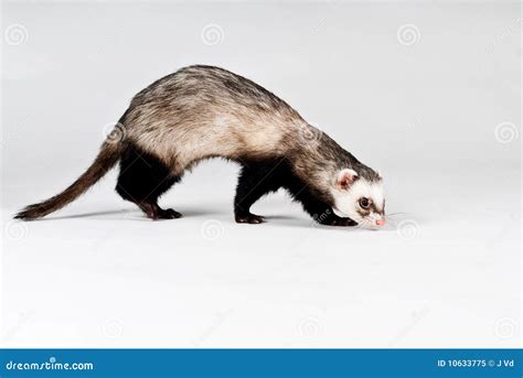 Ferret Isolated Stock Image Image Of Domestic Mammal 10633775