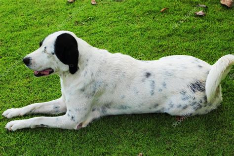 Big Black Dog With White Spots Sitting In Park Green Grass — Stock
