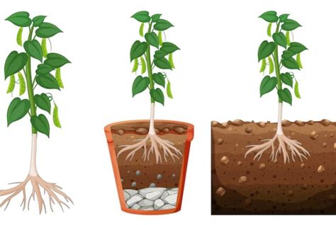 7 Jenis Akar Pada Tumbuhan Akar Serabut Hingga Akar Gantung Semua