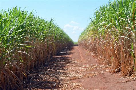 Governo Revoga Zoneamento E Permite Expansão Da Cana De Açúcar Para A