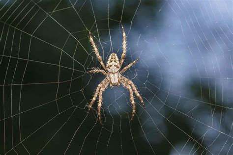 Spider Exterminator In Utah Thorn