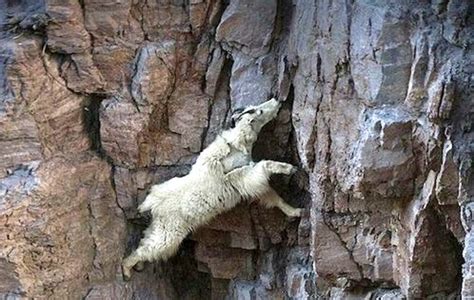 Photos Reveal Mountain Goats Remarkable Climbing Skills Men S Journal