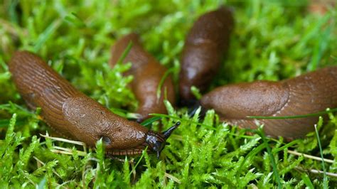 Schnecken sind kleiner als viele gartenschädlinge, aber sie können die größten feinde eines gärtners sein. Was hilft gegen Nacktschnecken im Garten? | NDR.de ...