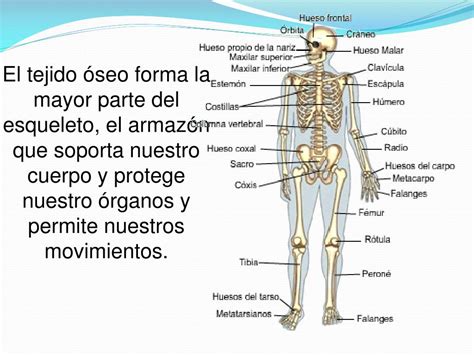 Ppt Sistema Oseo Powerpoint Presentation Free Download Id2063276
