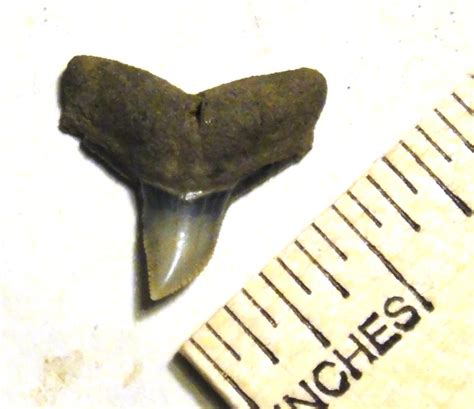 Bull Shark Tooth