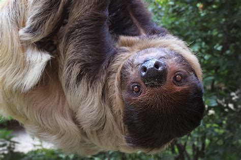 Sloth Detroit Zoo