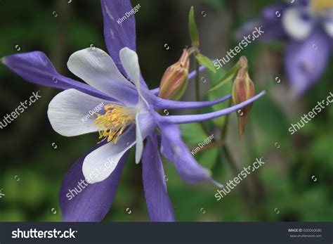 Colorado Blue Columbine Flower Stock Photo 600060680 Shutterstock