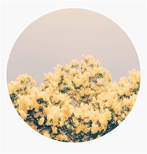 Yellow Aesthetic Profile Pictures