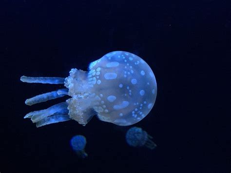Types Of Jellyfish Deep Sea Jellyfish Jellyfish Species Jellyfish