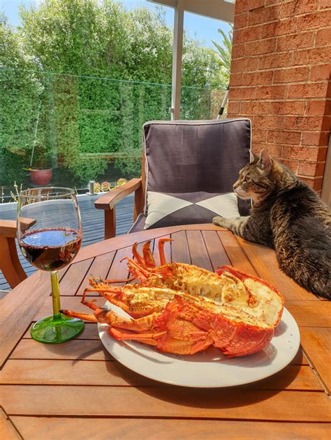 A Gorgeous Lobster On A Lovely Day Cats Like Lobsters Too 9gag
