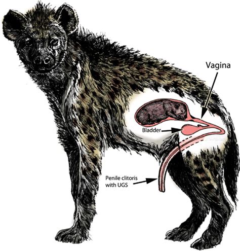 Drawing Of A Pregnant Female Spotted Hyena With A Fetus In A Uterine
