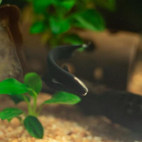 Black Ghost Knifefish Care Tank Mates Diseases Food