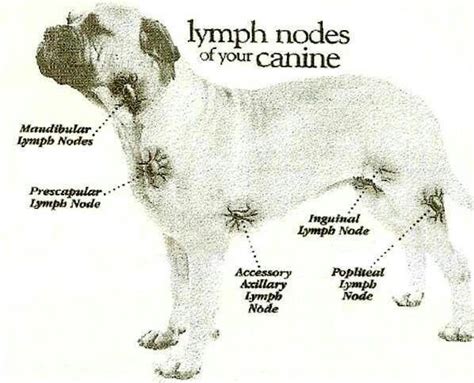 Lymph Nodes Of Your Canine Anatomie Hund Tiere Und Haustiere Tierarzt