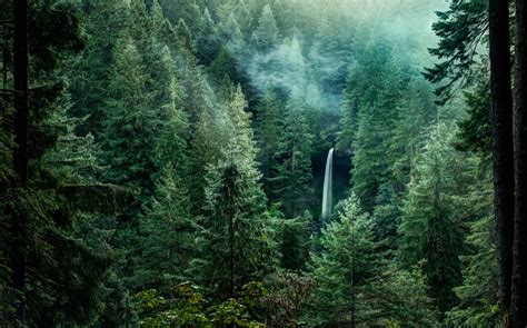 These Lush Forests Across America Will Bring Out Your Inner Explorer