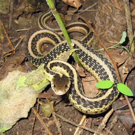 Common Garter Snake Facts Diet Habitat And Pictures On Animaliabio