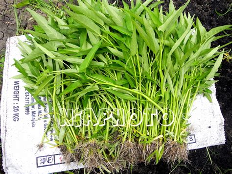 Sayur kangkung menjadi sayur pilihan ramai kerana ia mudah didapati dan dijual pada harga yang murah di pasaran. Buntal - Buntal: KANGKUNG..air dan darat