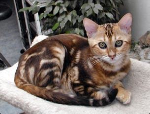Because tabbies are not a breed in do you have a tabby cat already? Bengal Cats: Colors and Patterns of the Bengal Cat ...