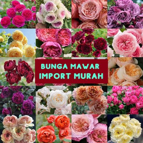 Jual Tanaman Hidup Bibit Bunga Mawar Import Hidup Mawar Wangi Mawar