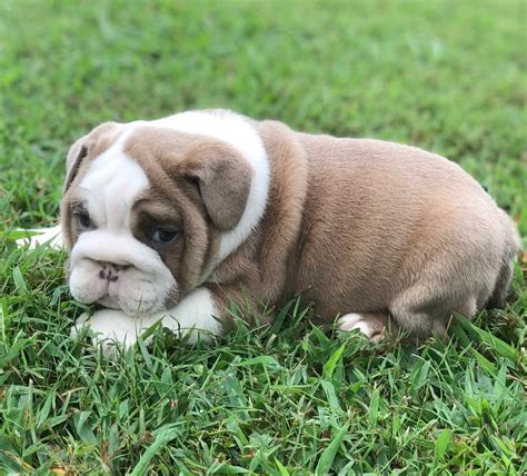 English Bulldog Puppies For Sale Pikeville Ky 308422