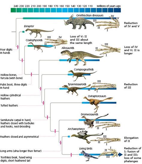 The Origin Of Birds Understanding Evolution Dinosaur Evolution