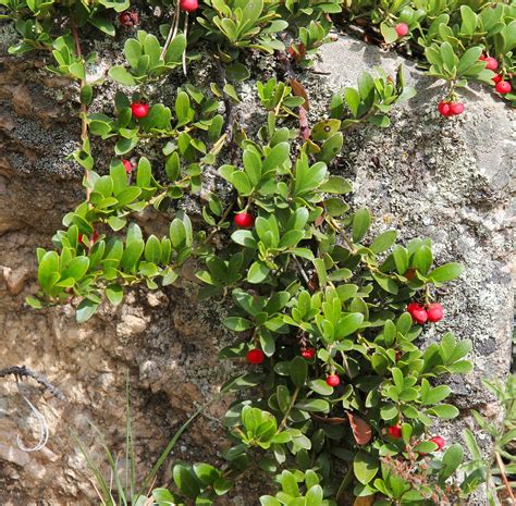 We will ship plants for your requested. Growing the Bearberry in the Home Garden