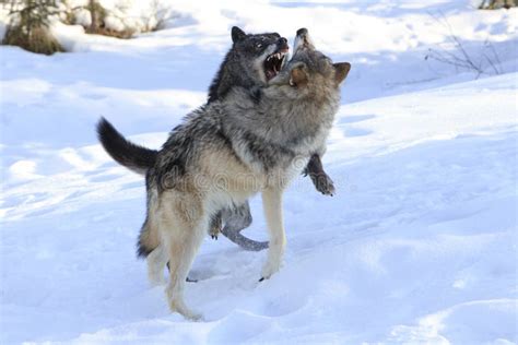 Fighting Wolves Stock Photo Image Of Fighting Fierce 1911548