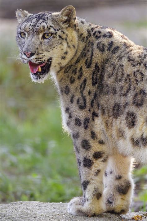 Irbis Snow Leopard Glance Protruding Tongue Big Cat Hd Phone