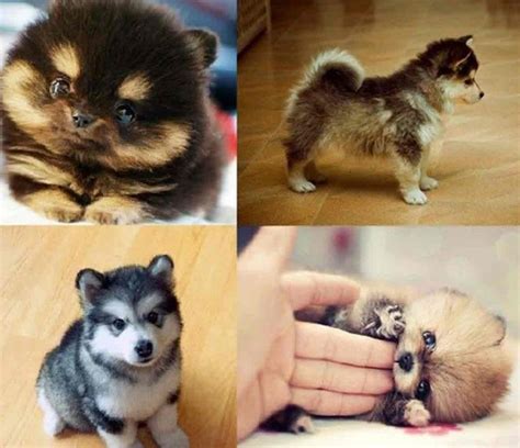 Pomeranian Husky Mix For Sale Too Cute Pinterest