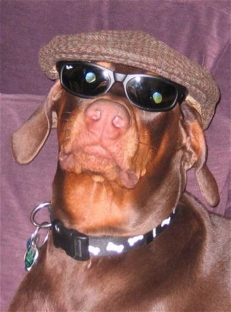 Top 10 most unusual pet names for 2010 - Tails Of The City