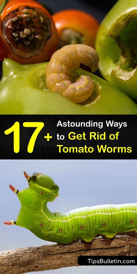 17 Astounding Ways To Get Rid Of Tomato Worms In 2021 Tomato Worms