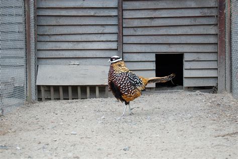 Imperial Pheasant At The Backyard Poultry Yard Cage Stock Photo