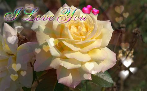 Rose, rose, i love you with your almond eyes. I love you ecard yellow rose