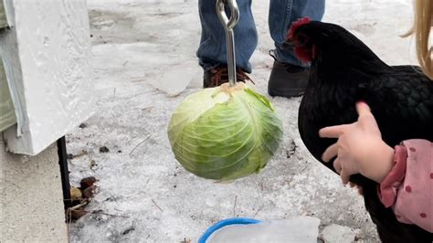 How To Make A Hanging Cabbage Toy For Backyard Chickens Youtube