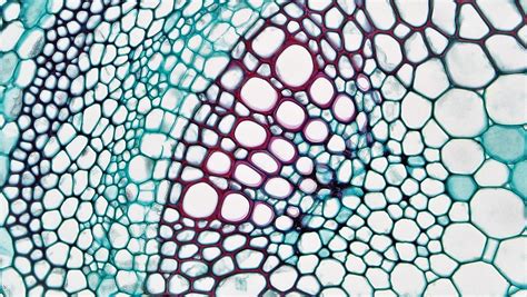 Herbaceous Dicot Stem Vascular Bundle In Younger Trifoliu Flickr