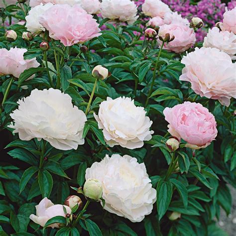 Introduced In 1943 This Fragrant Double Peony Has Been A Garden