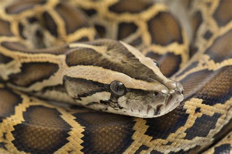 Burmese Pythons The Giant Invasive Snake At Risk In Its Native Land