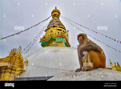 A Monkey At Swayambhu The Monkey Temple In Kathmandu Nepal Stock