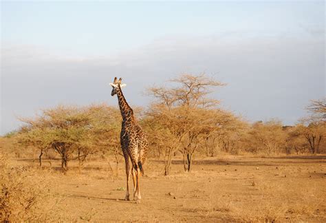 Gratis Afbeeldingen Giraffe Kenia Tsavo Safari Nationaal Park